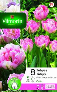 Tulipe Finola Double Tardive (x8)